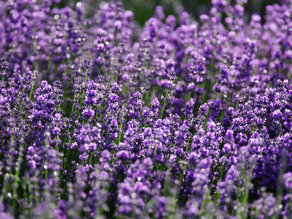 Closeup of bright purple field of delicate aromatic lavender flowering plant growing on sunny day