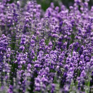 Closeup of bright purple field of delicate aromatic lavender flowering plant growing on sunny day