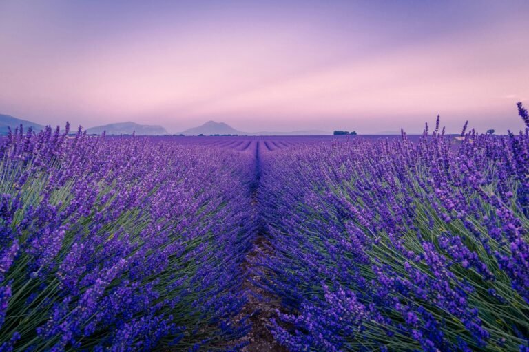 Lavendel voor zonnebrand