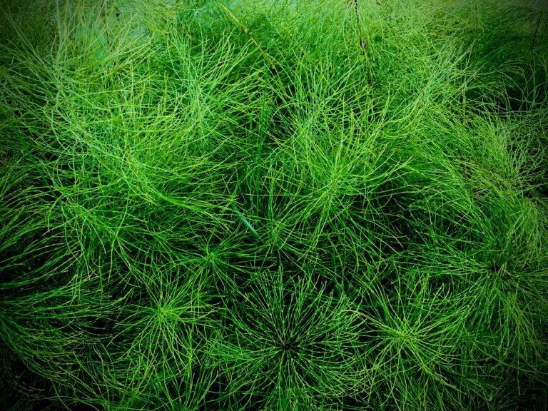 Heermoes &ndash; Equisetum Arvense